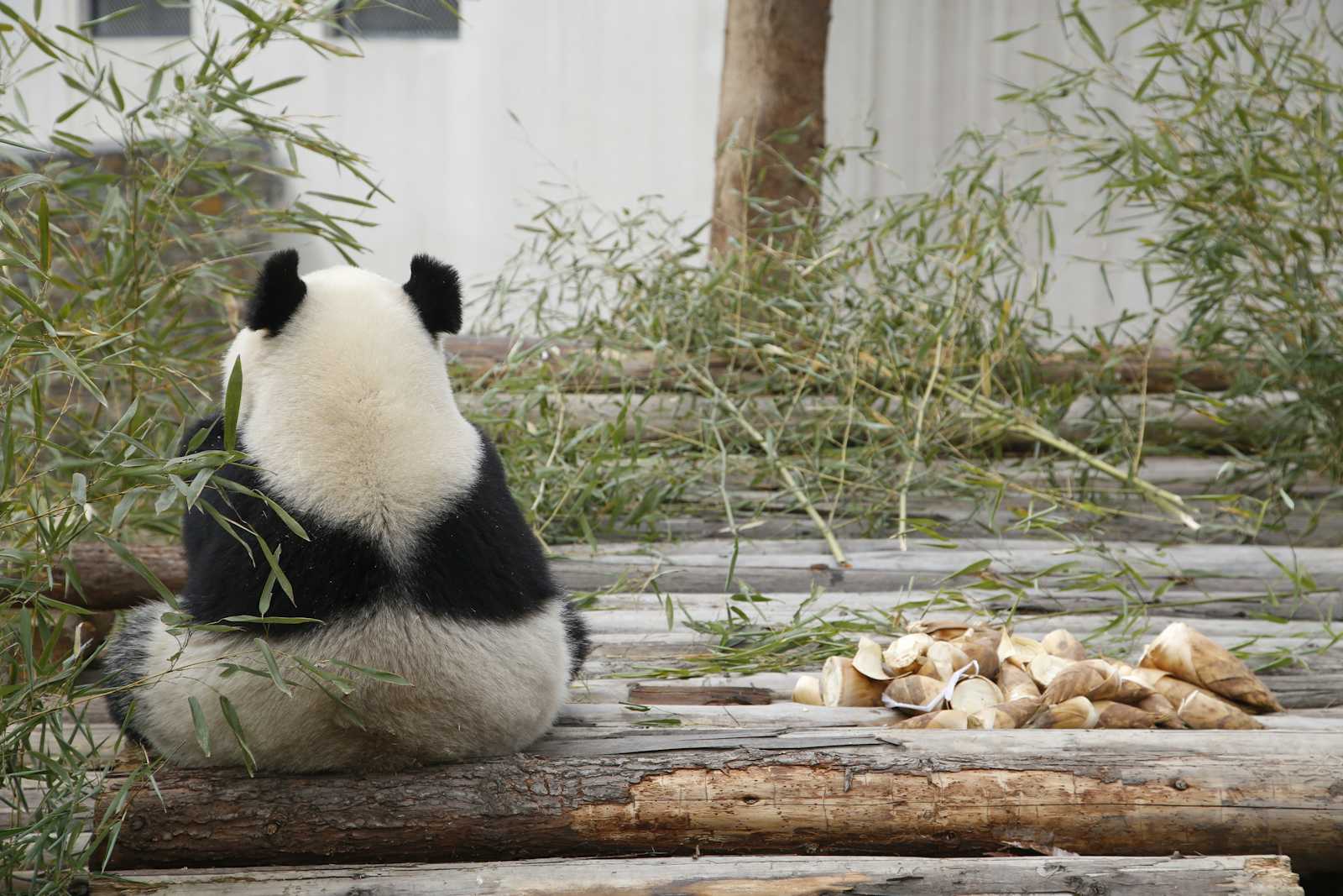 Pandas